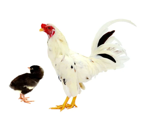 鶏のバナム 鶏の白に隔離された クリッピングパスで — ストック写真