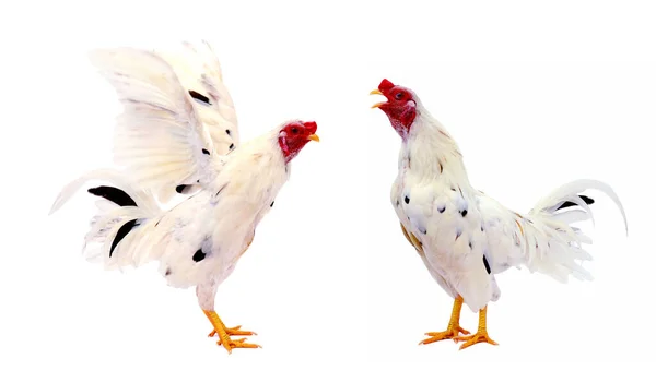 Rooster White Background — Stock Photo, Image