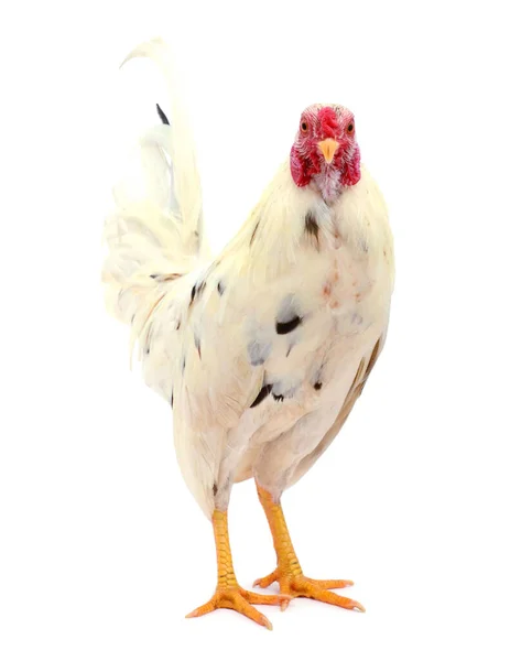 Tavuk Bembeyaz Bir Tavuktur Büyük Bir Tarakla — Stok fotoğraf