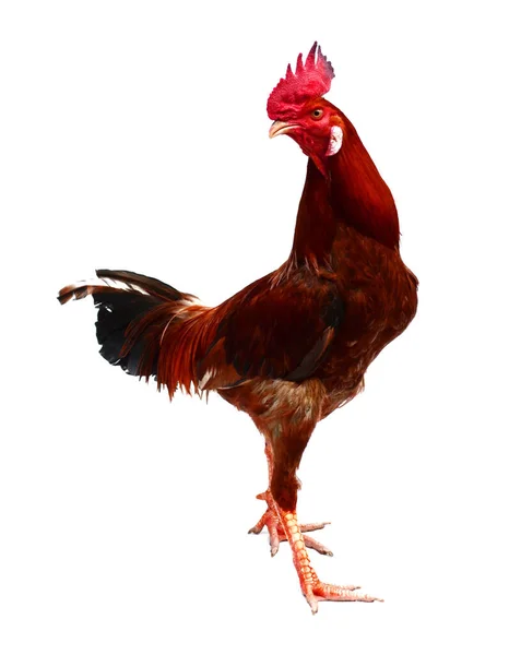 Ayam Betina Adalah Sejenis Ayam Betina Berwarna Putih Dengan Sisir — Stok Foto