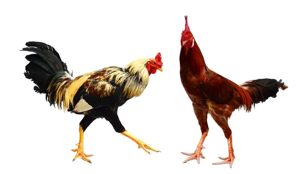 Tavuk Renkli Horoz Beyaz Arka Planda Izole — Stok fotoğraf