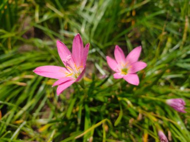 Yeşil arka planda Lily ya da Zephyranthes görkemli çiçek yağmuru.