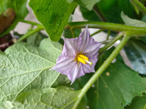 Eggplant Flowers Bloom Pollen Makes Clearly — Stock Photo, Image