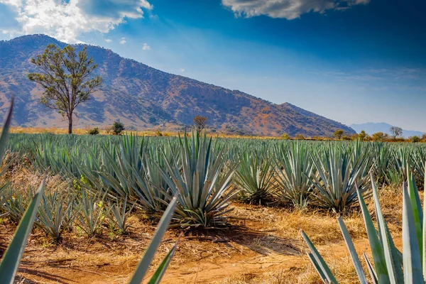Tekila Jalisco Meksika arka planda dağlar ile mavi agav plantasyon