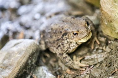 Su birikintisinin kıyısındaki taşların arasındaki kurbağaya yaklaş.