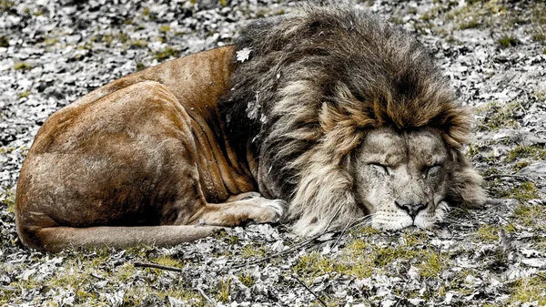 Sleeping lion on a bed of dry leaves — ストック写真