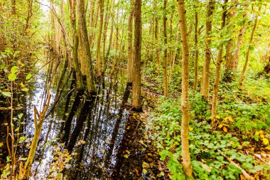Hollanda 'da bir sonbahar gününde yansıyan bataklık ormanı