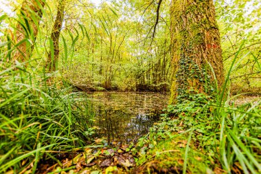 Hollanda 'da bir sonbahar günü, bir göletin yanındaki ormanda ağaç gövdeleri.