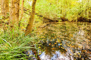 Hollanda 'da bir sonbahar gününde ormandaki gölün yansıması.