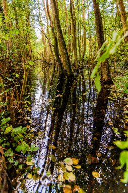 Hollanda 'da sonbaharın başında bataklık ormanı