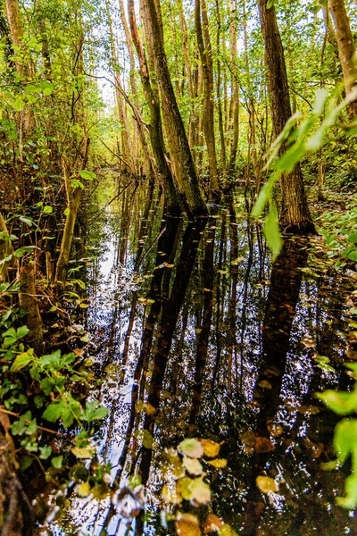 Bosque pantanoso a principios de otoño en los Países Bajos — Foto de Stock