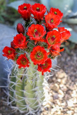 Çölde kirpi kaktüsünde kırmızı çiçekler açar. Kaktüslerin keskin dikenleri çiçek açar. Kingcup veya claretcup kaktüsü (echinocereus triglochidiatus). 
