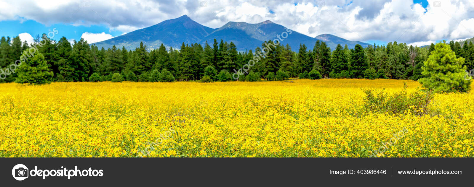 Flowers Mountains Panoramic Image Field Mexican Sunflowers Flagstaff