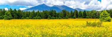 Çiçekler ve dağlar. Flagstaff, Arizona 'daki bir Meksika ayçiçeği tarlasının panoramik görüntüsü. Fort Valley çiçek tarlası, arka planda San Francisco tepeleri olan kır çiçekleriyle kaplı.. 