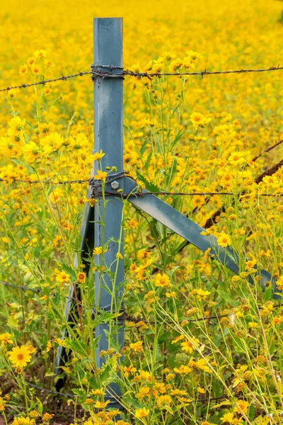 A fence post in a field of Mexican sunflowers is surrounded by the wildflowers in Flagstaff, Arizona. Wildflowers surrounding a barb wire fence. Nature crosses fences.