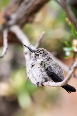 Sleeping hummingbird. Young hummingbird sleeps perched on a tree branch with fluffed feathers. Hummingbird sleeping with completely closed eyes, beautiful background bokeh clipart