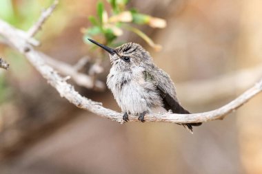 Young Hummingbird Waking from Sleep on a Branch. Young hummingbird perched on a tree branch wakes up from sleep with fluffed feathers, background is blurred  clipart