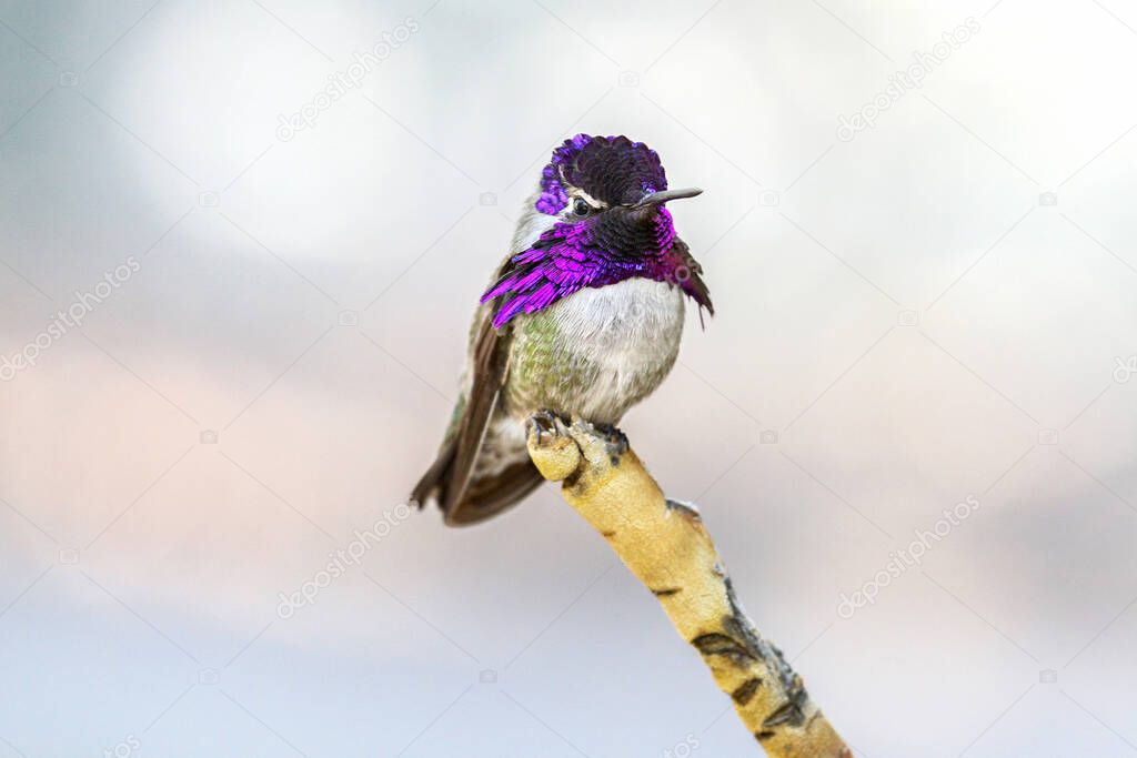 Colorful Male Costas Hummingbird Standing on a Branch. Beautiful male Costas hummingbird with vibrant, iridescent purple cap and gorget stands on the tip of a single branch and looks at the camera with his right eye