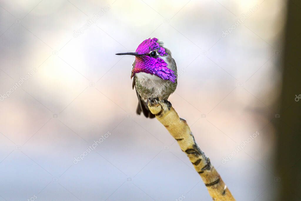 Beautiful Male Costa's Hummingbird on a  Branch. Male Costas hummingbird with vibrant, iridescent purple cap and gorget stands on the tip of a single branch and looks at the camera with his left eye