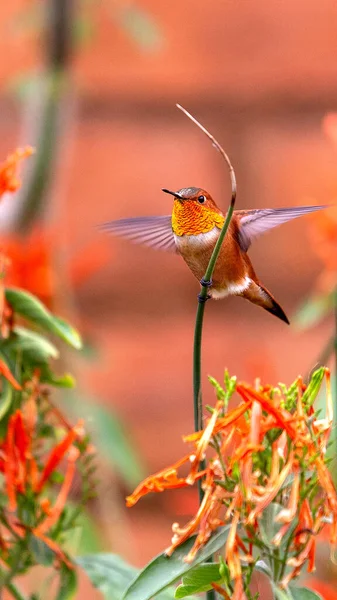 Hummingbird Rufous Macho Prestes Começar Voar Panorama Vertical Adulto Macho — Fotografia de Stock