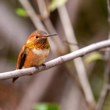 Erkek Rufous Hummingbird ağaç dalına tünemiş. Renkli yetişkin erkek paslı sinekkuşu parlak, yanardöner turuncu-kırmızı bir goril ile bulanık arka planı olan bir dala tünemiş.