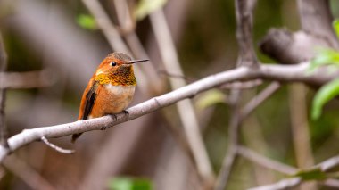 Ağaç dalına tünemiş Erkek Rufous Hummingbird Panoraması. Renkli yetişkin erkek paslı sinekkuşunun panoramik mahsulü parlak, yanardöner turuncu-kırmızı bir goril ile bulanık bir arka plana tünemiş.