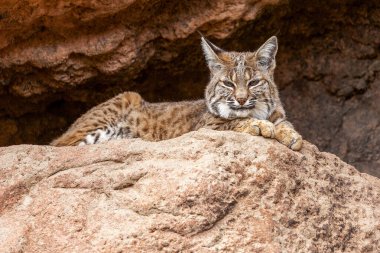 Bobcat Resting in the Shade Closeup. Bobcat Rests in the Shade at the Entrance of a Cave and Observes Its Territory clipart