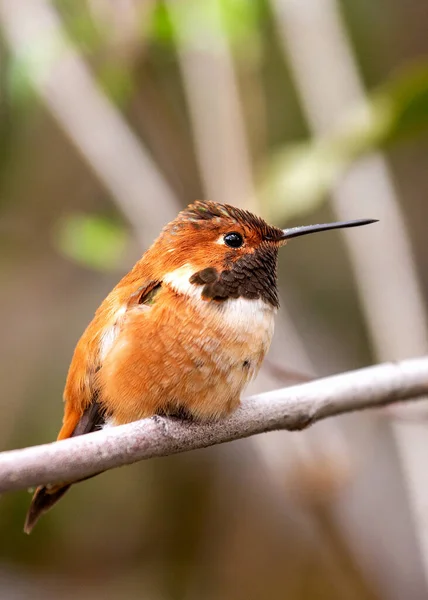 Rufous Hummingbird Wakker Worden Uit Slapen Een Volwassen Mannetje Allens — Stockfoto