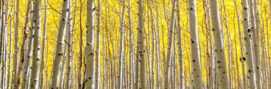 Altın Sonbahar Renklerinde Panoramik Aspen Ormanı. Arizona Flagstaff 'ta, altın sarısı yapraklı Aspen koruluğunun en tepedeki manzarası. Aspen Ormanı yapraklarını değiştiriyor