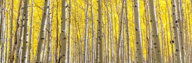 Panoramic Aspen Forest in Gold Autumn Colors. Panorama of aspen grove in peak fall beauty with gold yellow leaves as far as the eye can see in Flagstaff, Arizona. Aspen forest changing leaves clipart