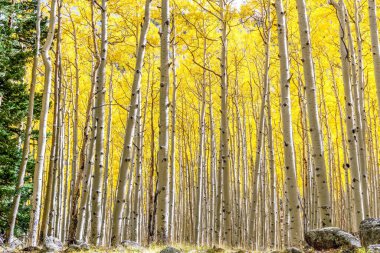 Altın Sonbahar Renklerinde Aspen Ormanı. Flagstaff, Arizona 'da altın sarısı yapraklı Aspen korusu zirvede. Aspen ormanı arka planda yaprakları değiştiriyor