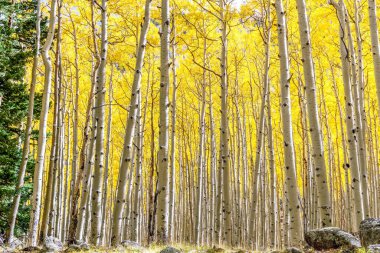 Aspen Forest in Golden Autumn Colors. Aspen grove in peak fall beauty with gold yellow leaves as far as the eye can see in Flagstaff, Arizona. Aspen forest changing leaves in backlight clipart