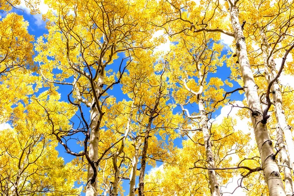 Aspen Canopy Dans Golden Autumn Splendor Canopée Forêt Peupliers Faux — Photo