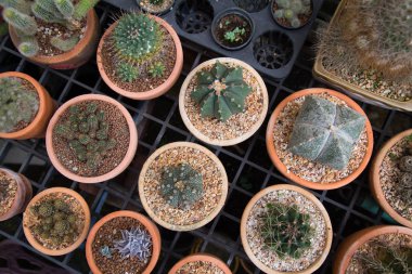 Birçok kaktüs TOPVIEW bitki tencerede.