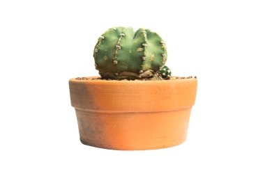 Beyaz arka plan üzerinde izole kaktüsü tesisi.