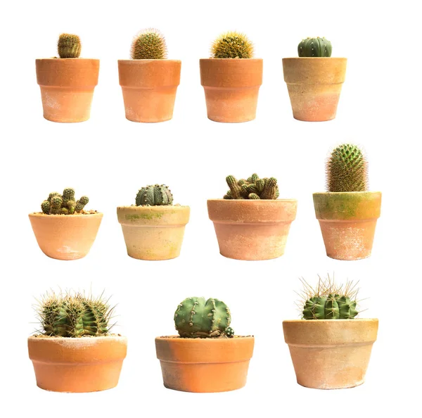 Set Pot Cactus Plant Isolated White Background — Stock Photo, Image