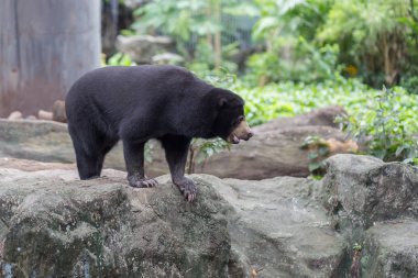 Bir siyah ayı Dusit Hayvanat Bahçesi, Tayland.