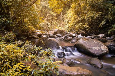 Tayland'ın Nan eyaletinde sonbahar ormanında akan şelale dere