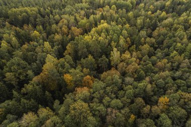 Gauja Ulusal Parkı, Letonya 'da renkli sonbahar mevsiminde sık ormanların havadan görünüşü.