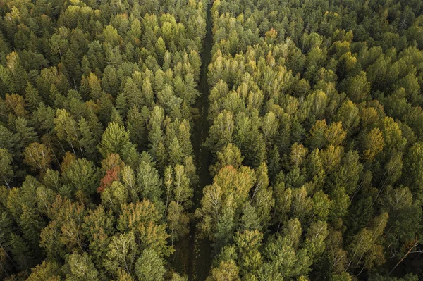 Vista Aérea Floresta Espessa Outono Com Corte Estradas Região Jelgava — Fotografia de Stock