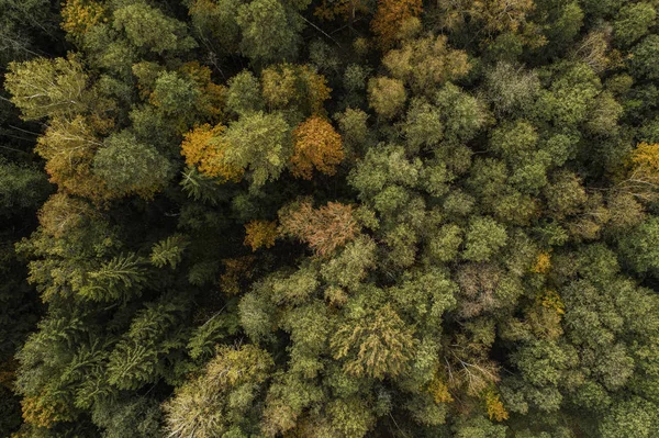 Luchtfoto Van Dik Bos Kleurrijk Herfstseizoen Gauja National Park Latvia — Stockfoto