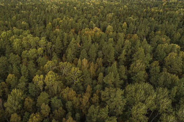 Vista Aérea Floresta Espessa Temporada Outono Colorido Parque Nacional Gauja — Fotografia de Stock