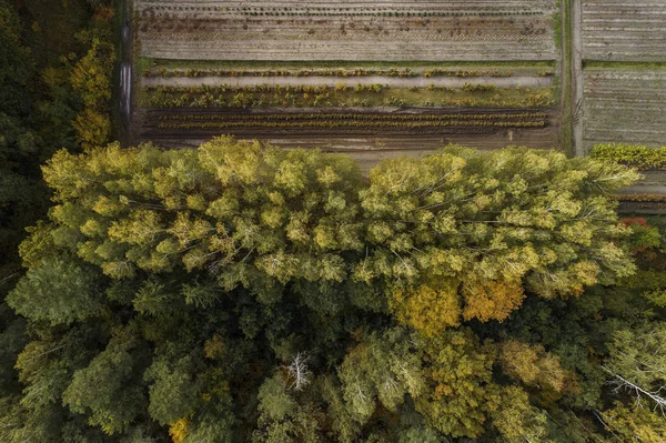 Luchtfoto Van Dik Bos Kleurrijk Herfstseizoen Gauja National Park Latvia — Stockfoto