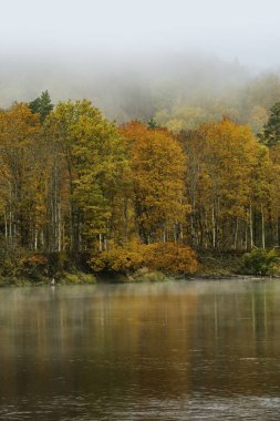 Sonbahar mevsiminde sisli ormanın manzarası