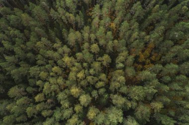 Gauja Ulusal Parkı, Letonya 'da renkli sonbahar mevsiminde sık ormanların havadan görünüşü.