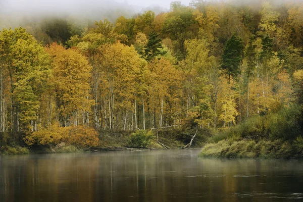 Scenic View Foggy Forest Autumn Season — Stock Photo, Image
