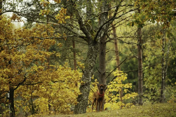 Malerischer Blick Auf Nebligen Wald Zur Herbstzeit — Stockfoto