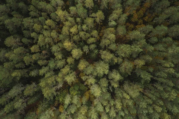 Luchtfoto Van Dik Bos Kleurrijk Herfstseizoen Gauja National Park Latvia — Stockfoto