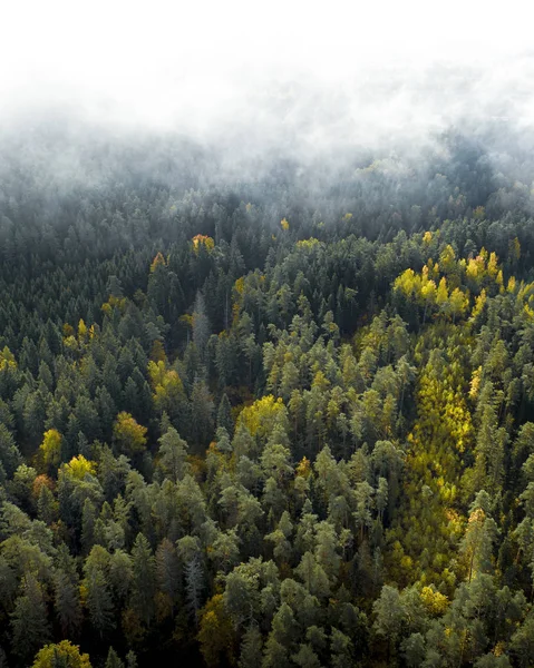 Vista Aérea Floresta Espessa Temporada Outono Colorido Parque Nacional Gauja — Fotografia de Stock