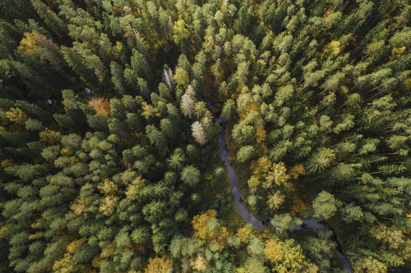 Vue Aérienne Forêt Épaisse Dans Saison Automne Colorée Dans Parc — Photo